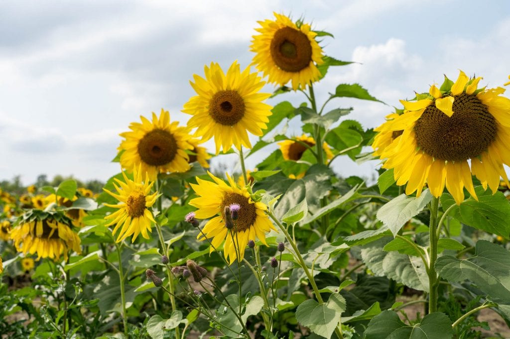 Girasoles en Avon, Ohio