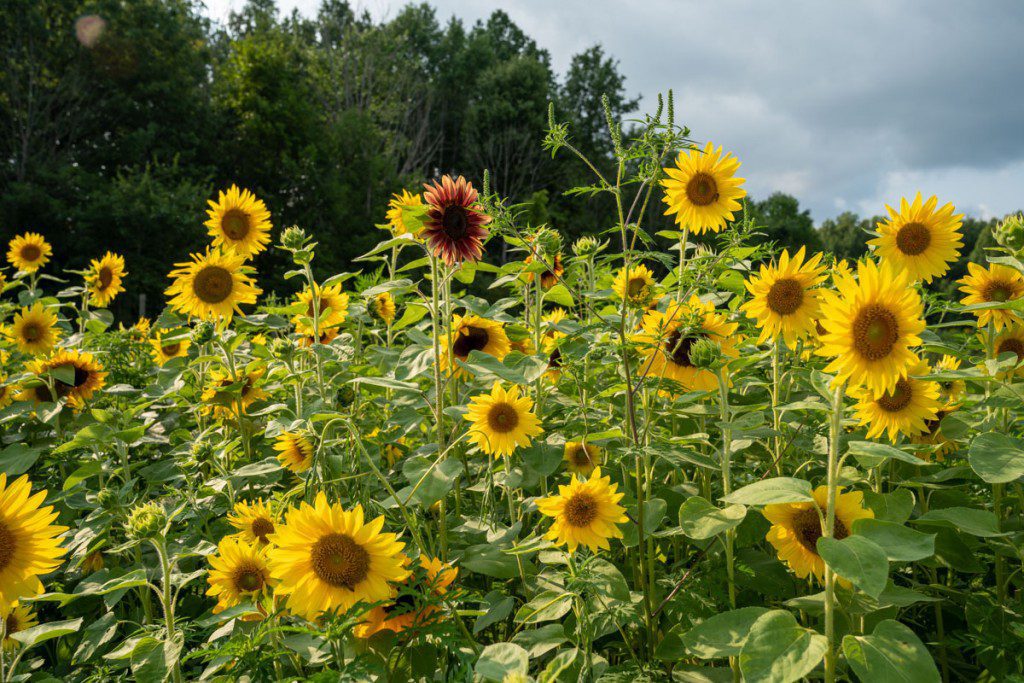 Girasoles Greenfield Berry Farm
