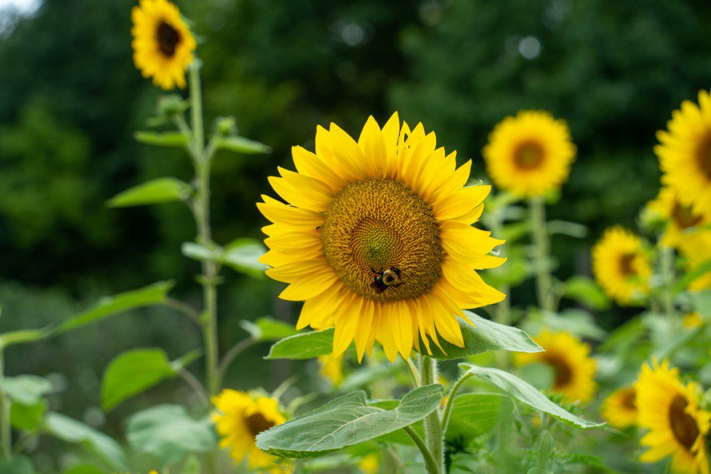 Abeja en un girasol