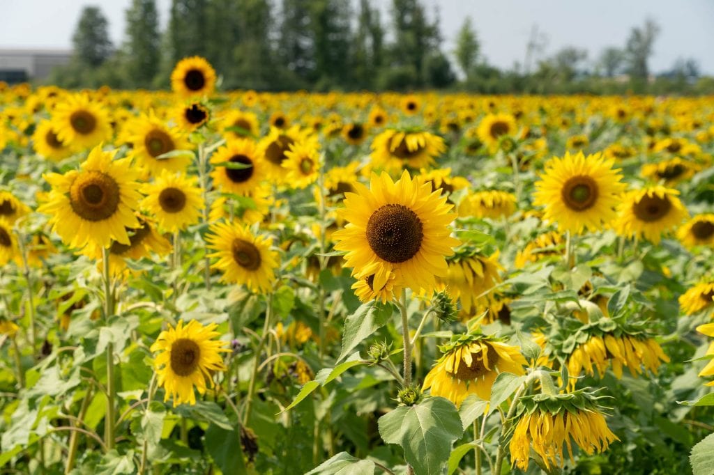 Campo de esperanza de María en Avon