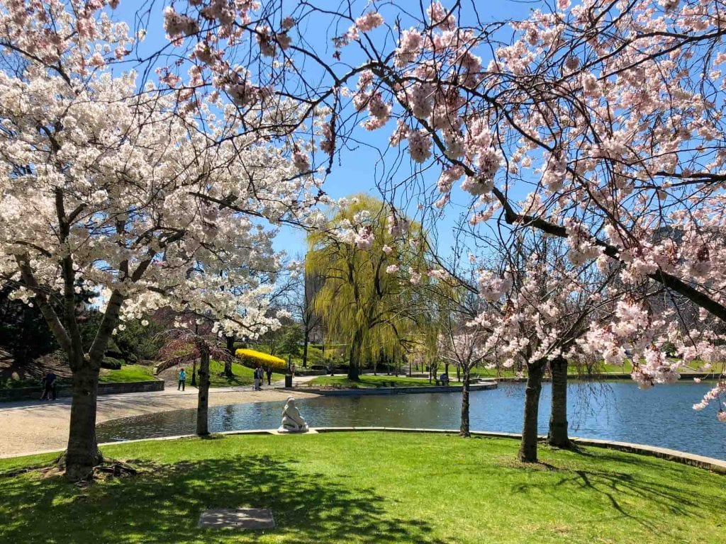 Flores de cerezo en la laguna de Wade