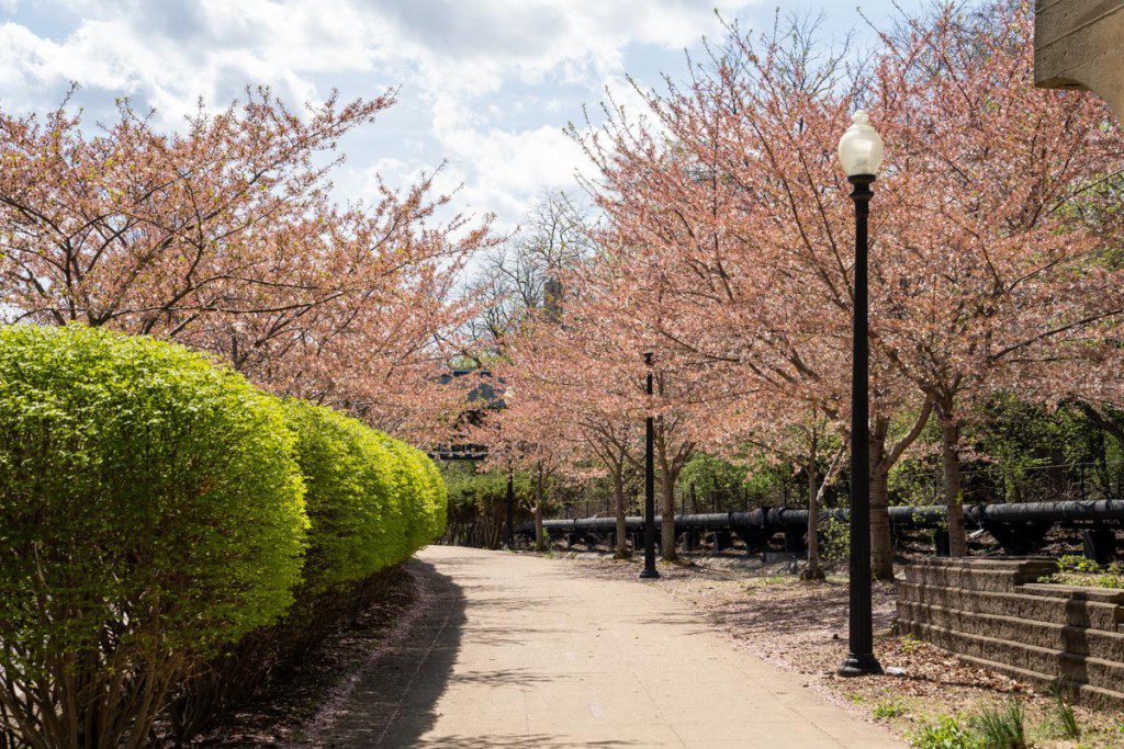 Cerezos a lo largo del Towpath Trail en Akron