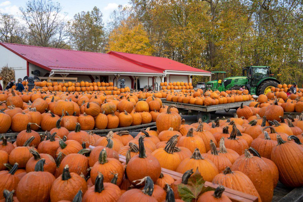 Calabazas en casa de Szalay