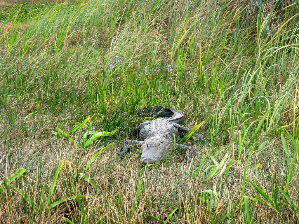 Cocodrilo en los Everglades