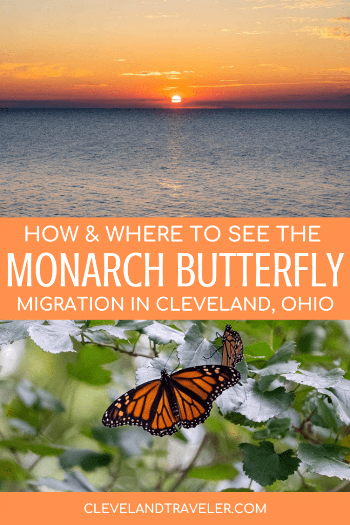 Migración de la mariposa monarca en Cleveland