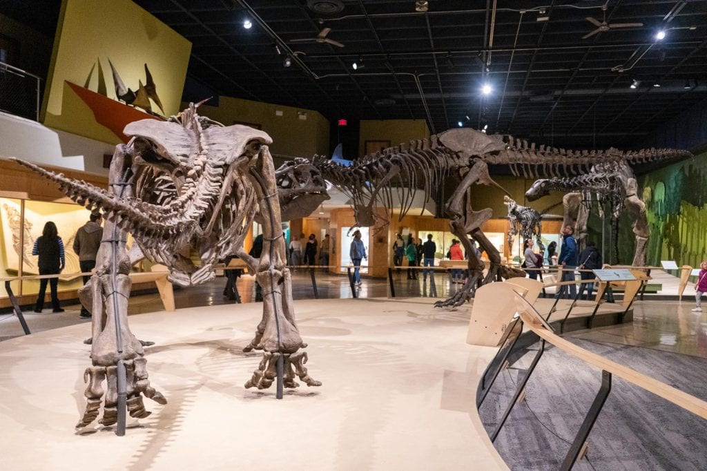 Dinosaurios en el CMNH