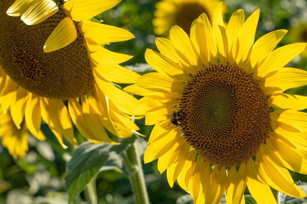 Girasoles en Sandusky, Ohio