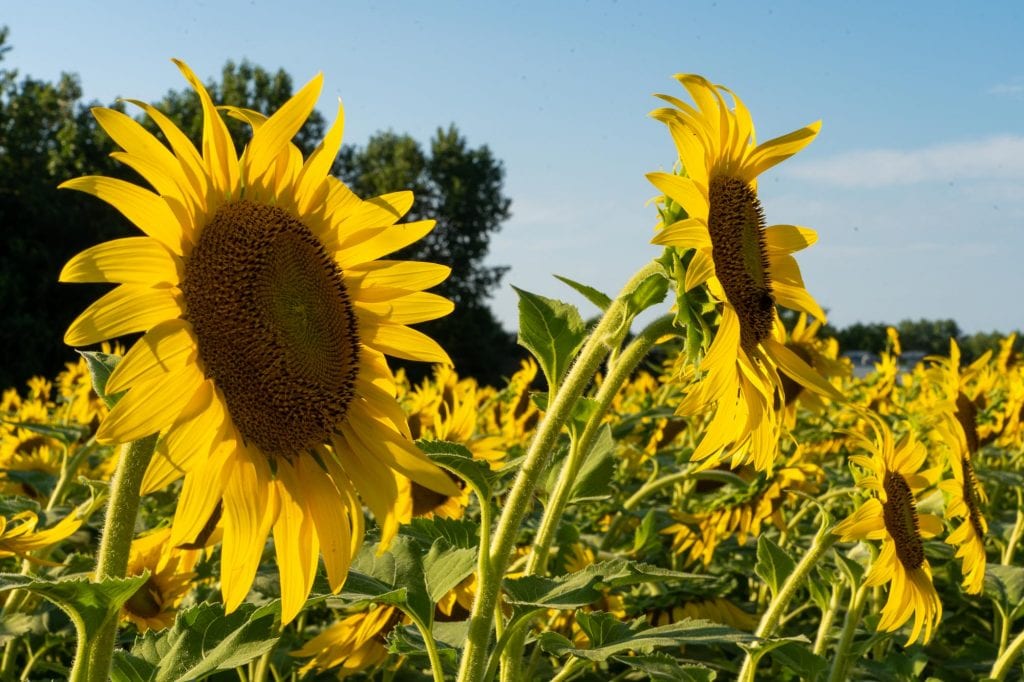 Girasoles en Sandusky, Ohio