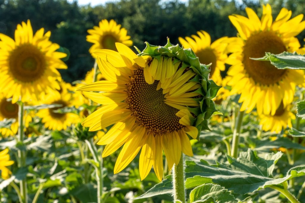 Girasol semiabierto