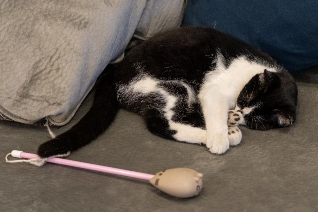 Gato durmiendo en AffoGATO cat cafe