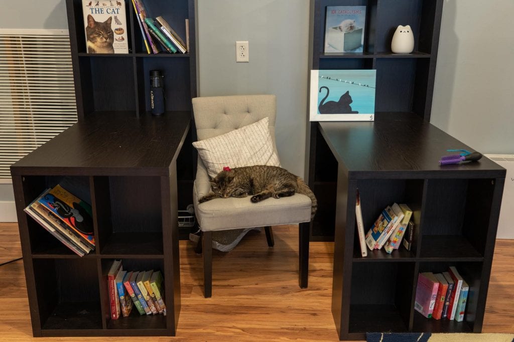 Espacio de trabajo de cafetería para gatos AffoGATO