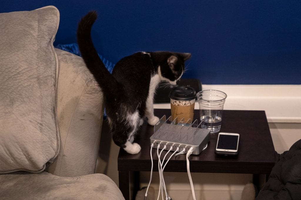 Gato curioso en AffoGATO cat cafe
