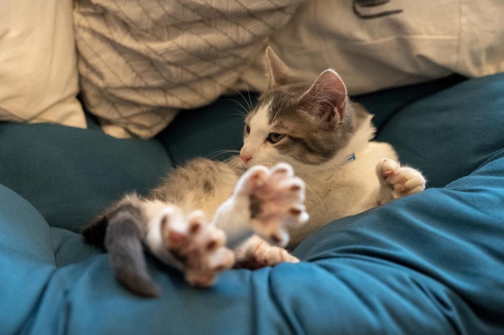 Gatito en AffoGATO cat cafe