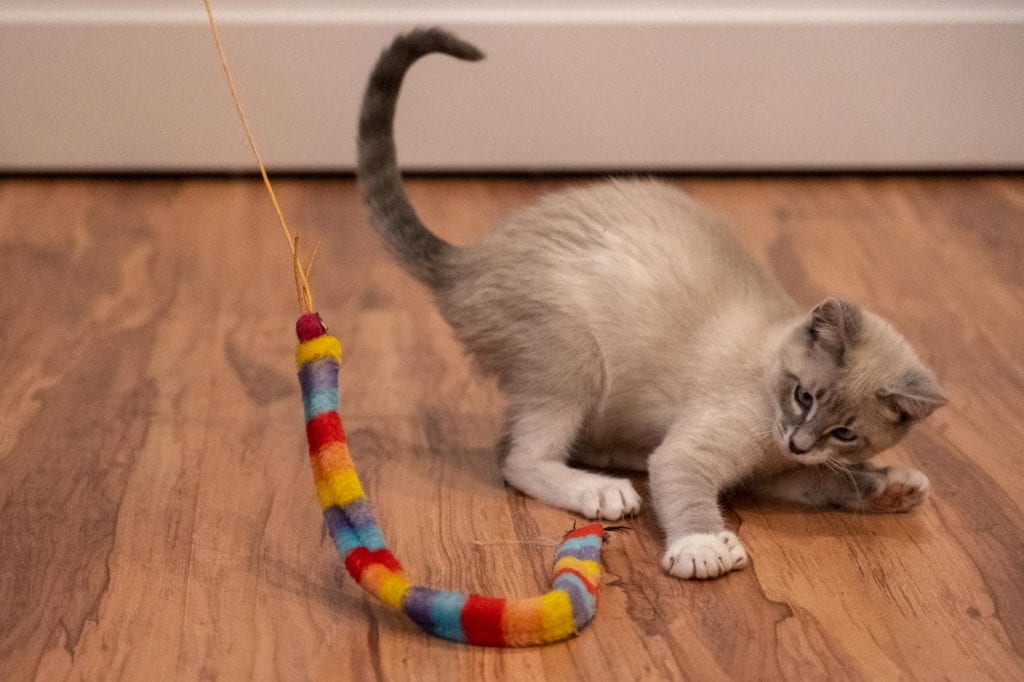Gatito jugando en AffoGATO cat cafe