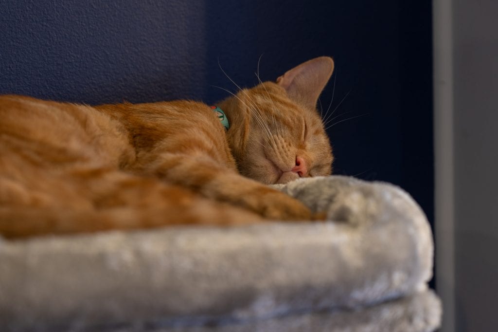 Gato durmiendo en AffoGATO cat cafe