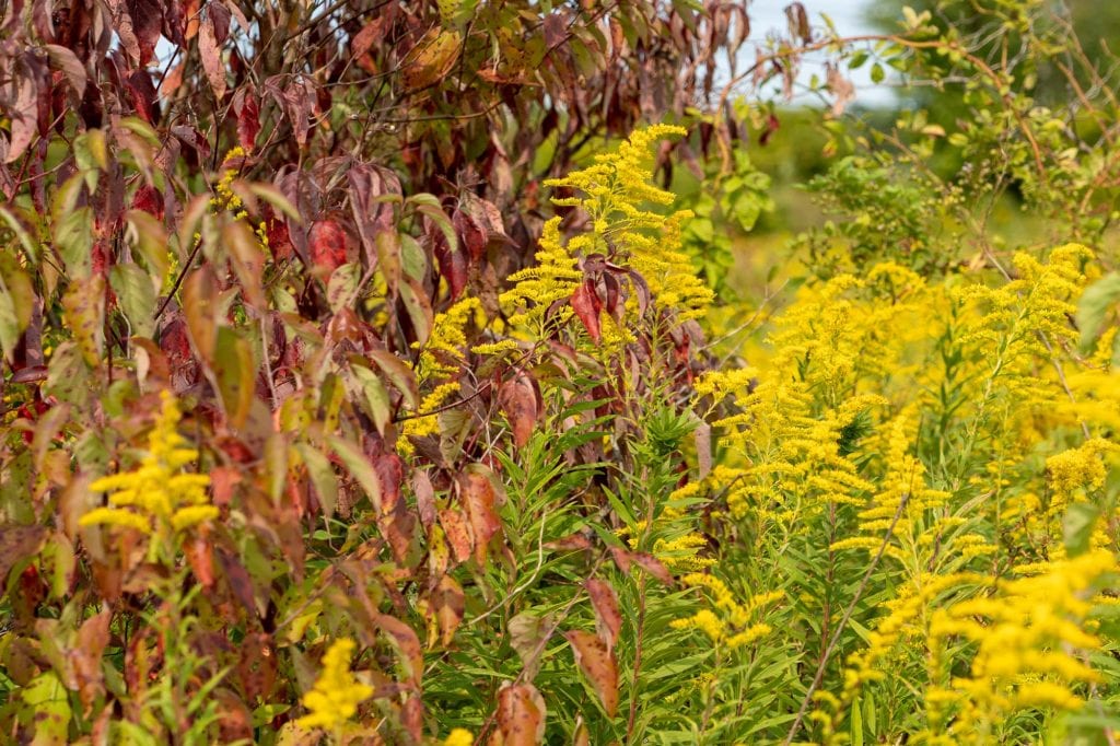 Colores de otoño en los Metro Parks