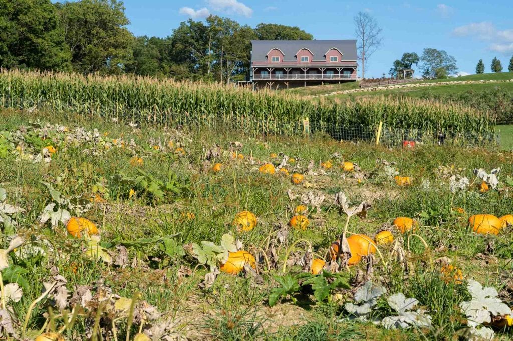 Huerto de calabazas de Mapleside Farms