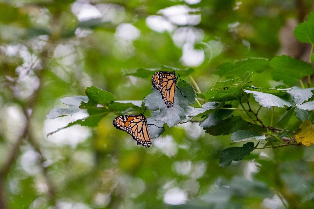 Mariposas monarca en Cleveland