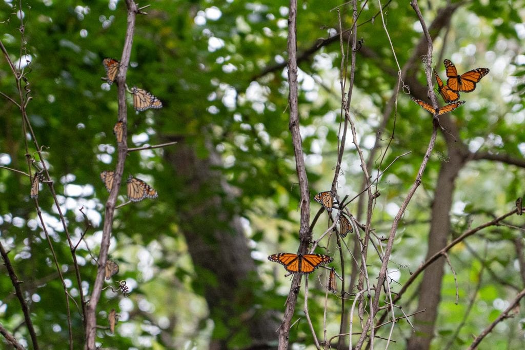 Mariposas monarca en Cleveland