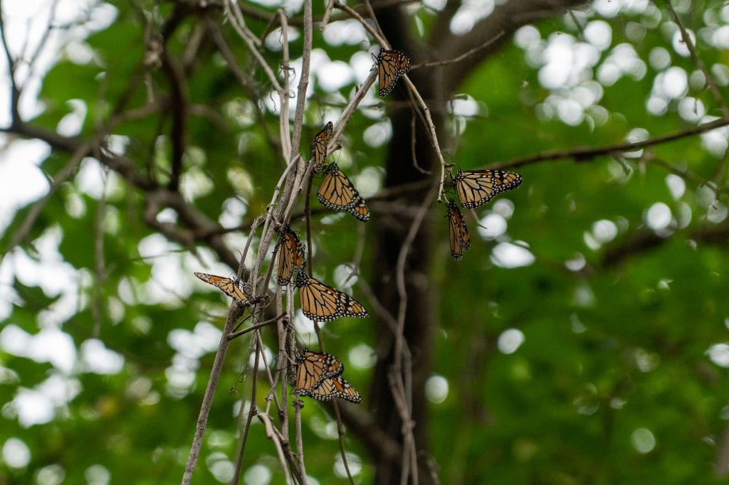 Mariposas monarca en Cleveland