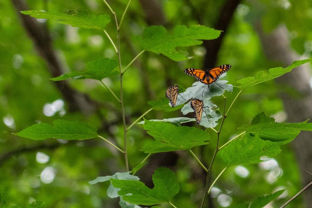 Mariposas monarca en Cleveland