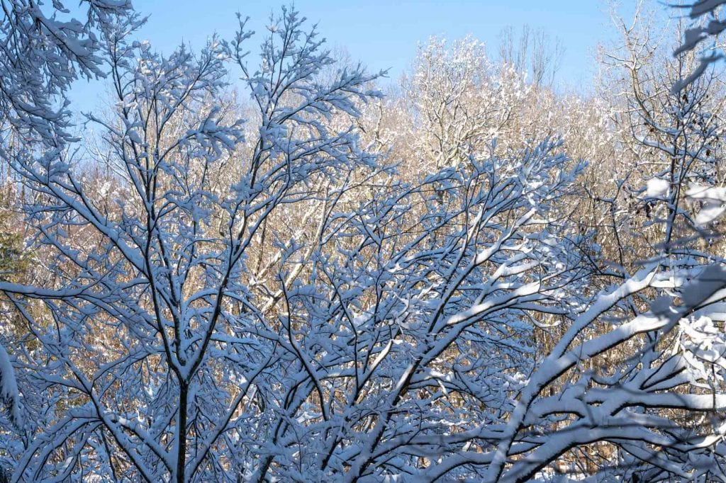 Árboles nevados en CVNP
