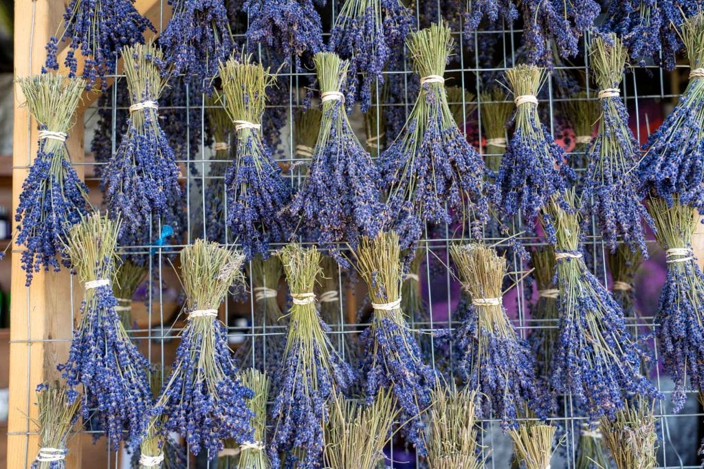 Manojos de lavanda