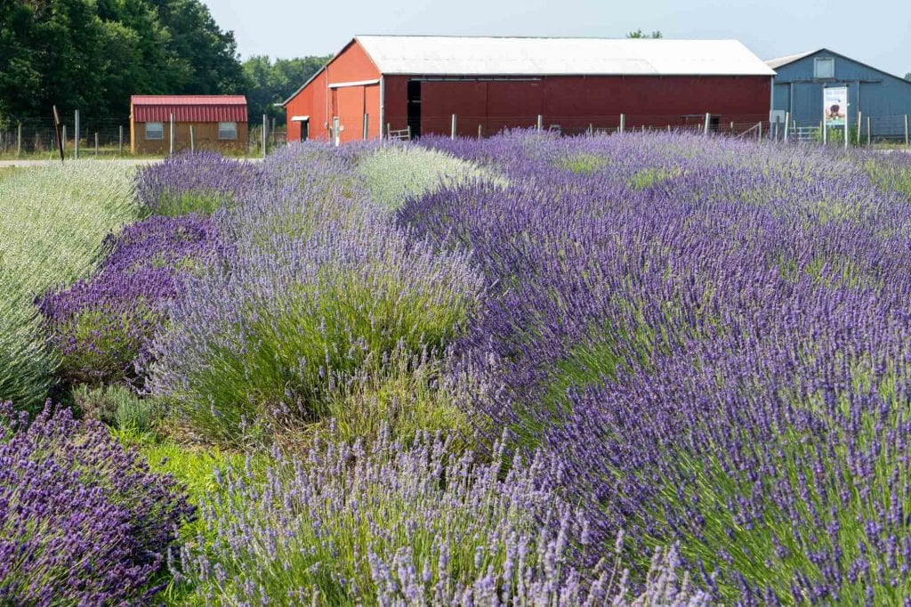 Jardín de exhibición de Luvin Lavender Farms