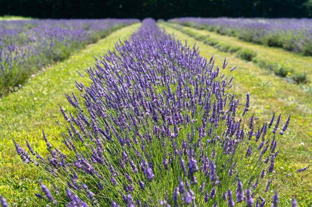 Granjas de lavanda Luvin