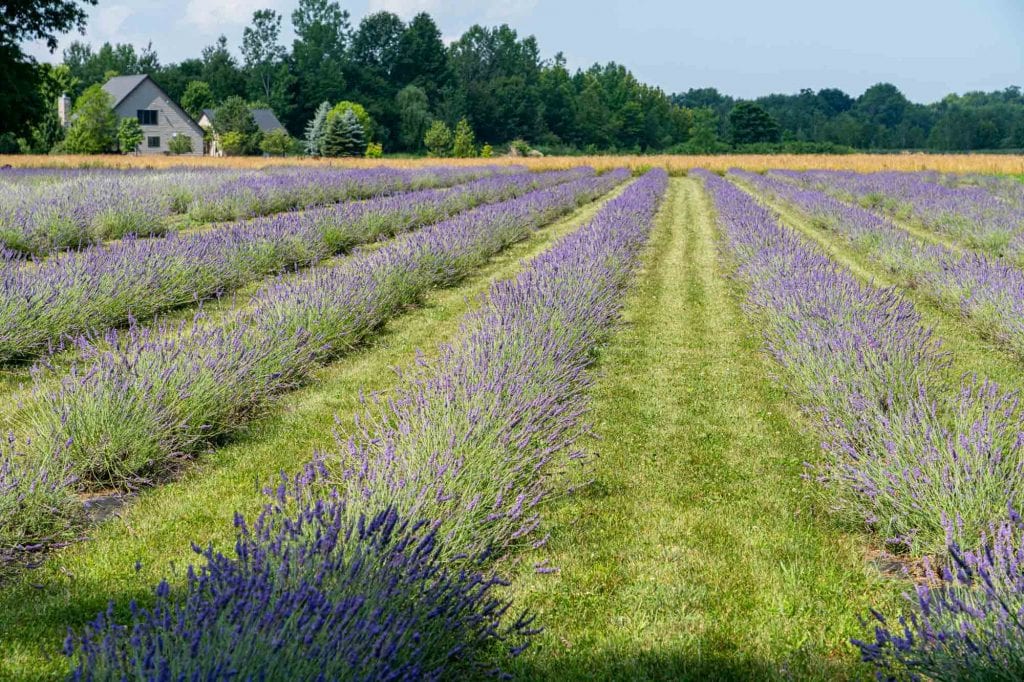 Granjas de lavanda Luvin