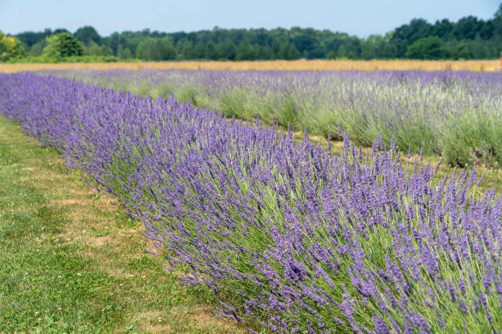 Granjas de lavanda Luvin