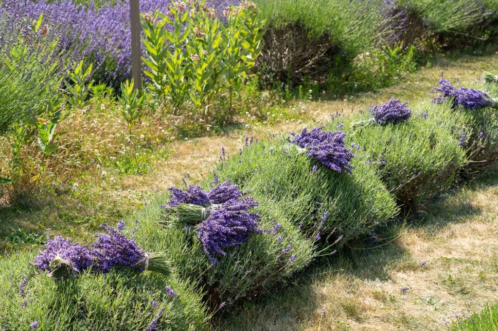 Cortar lavanda