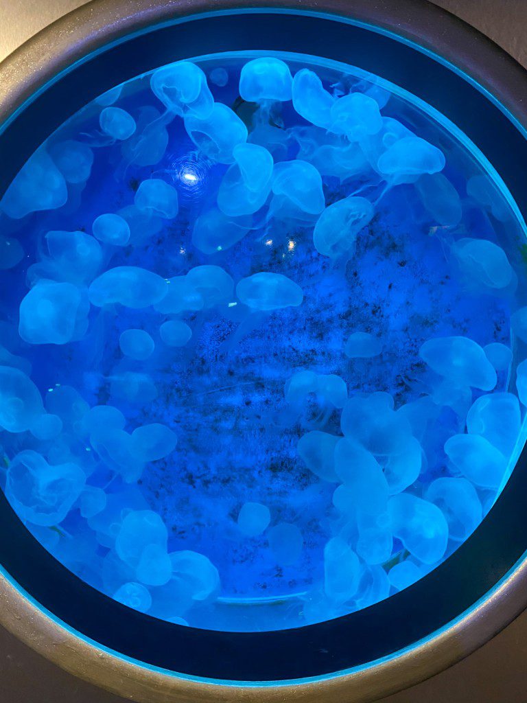 Medusas en el Gran Acuario de Cleveland