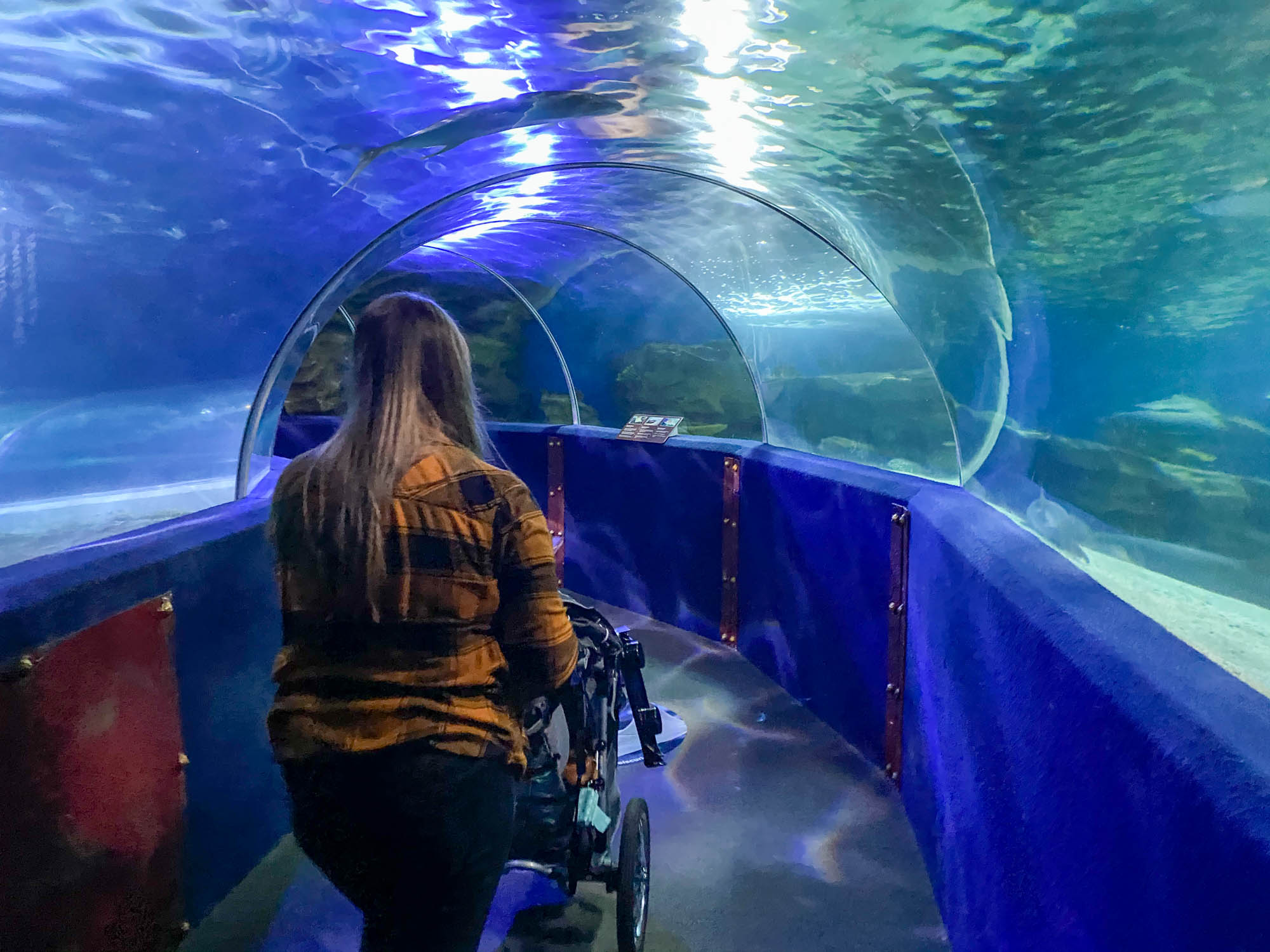 Empujando un cochecito dentro del túnel de tiburones en el Gran Acuario de Cleveland