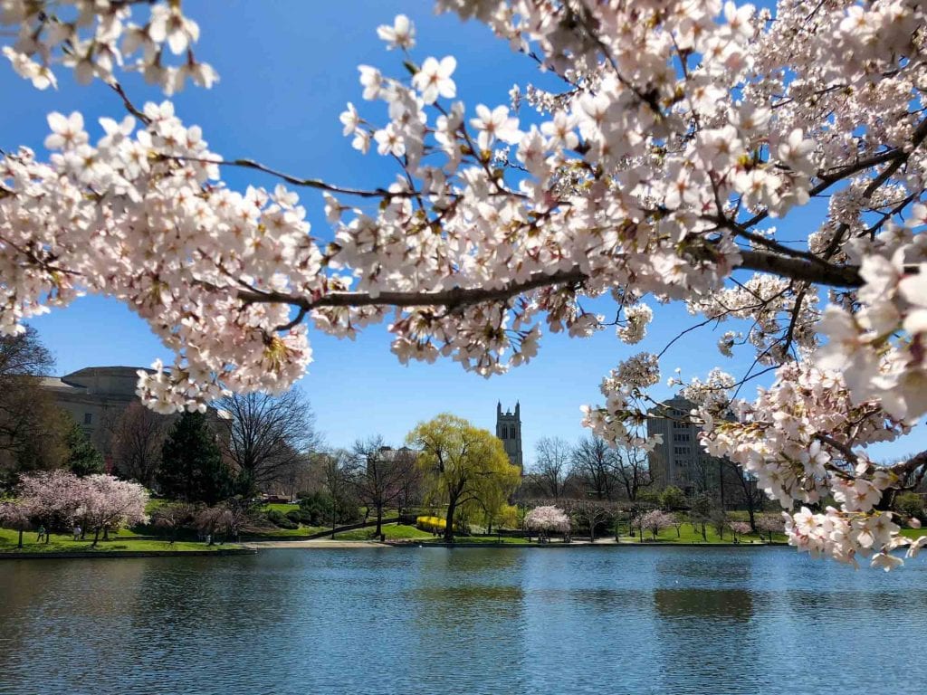 Flores de cerezo en Wade Lagoon en Cleveland