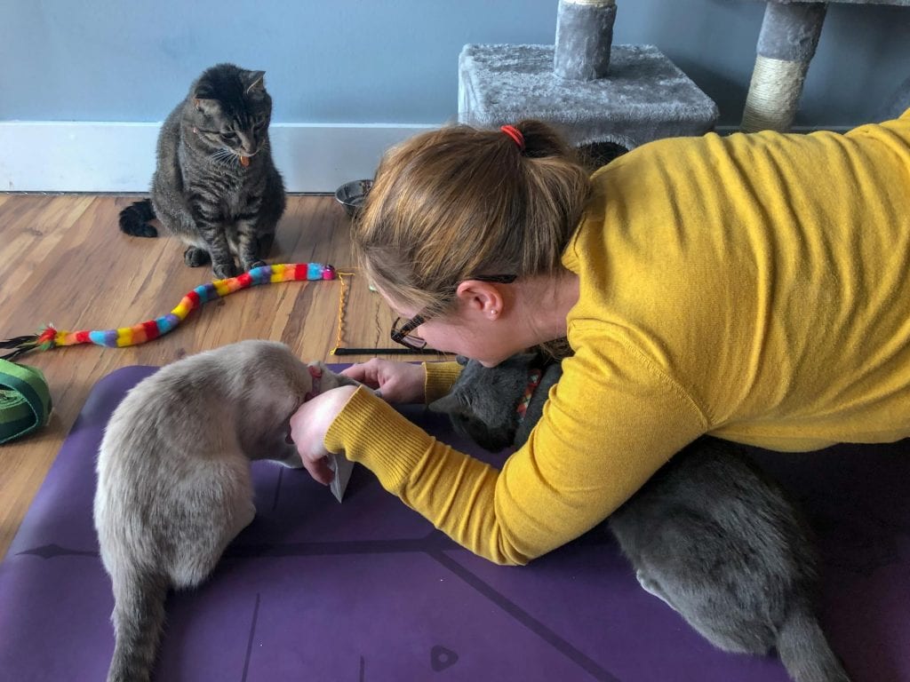 Yoga para gatos en AffoGATO cat cafe en Cleveland