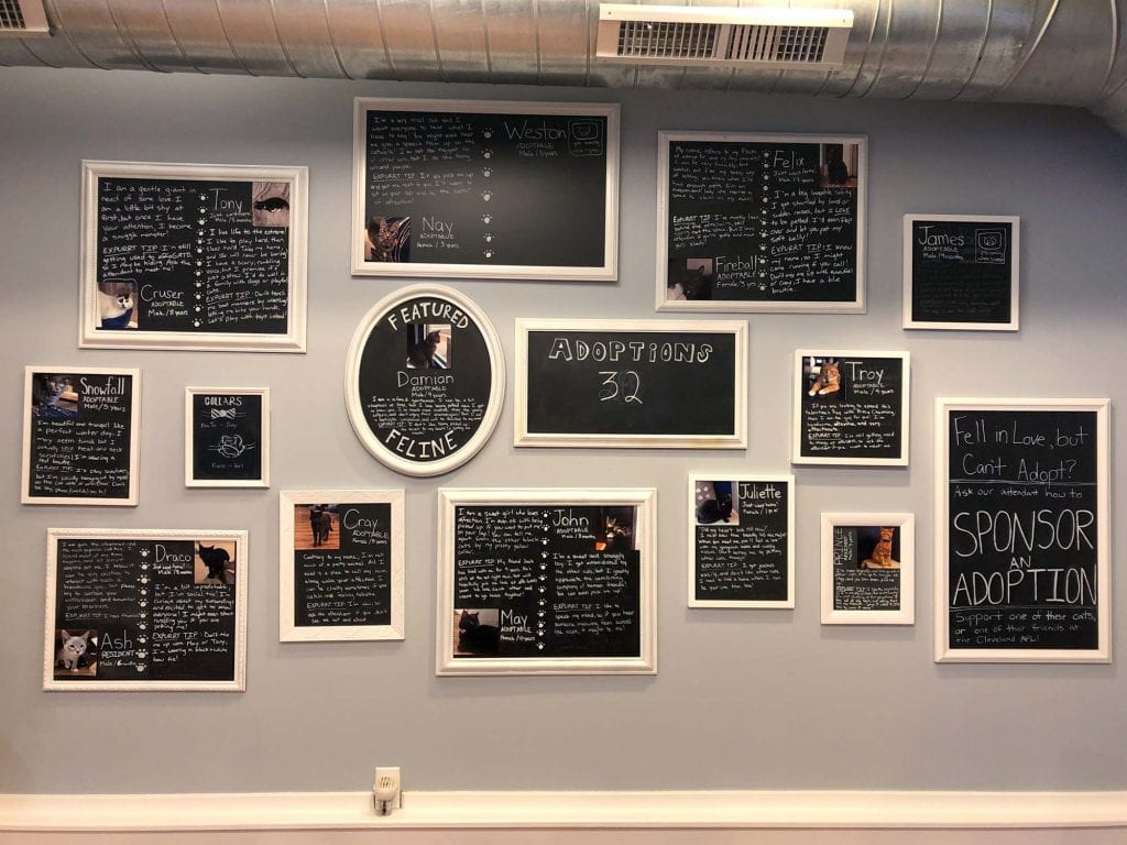 Cafetería para gatos AffoGATO en Cleveland
