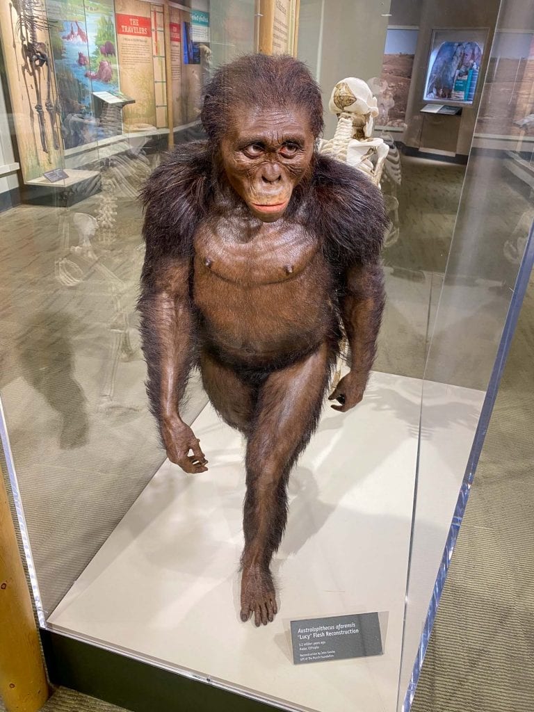 Lucy en CMNH