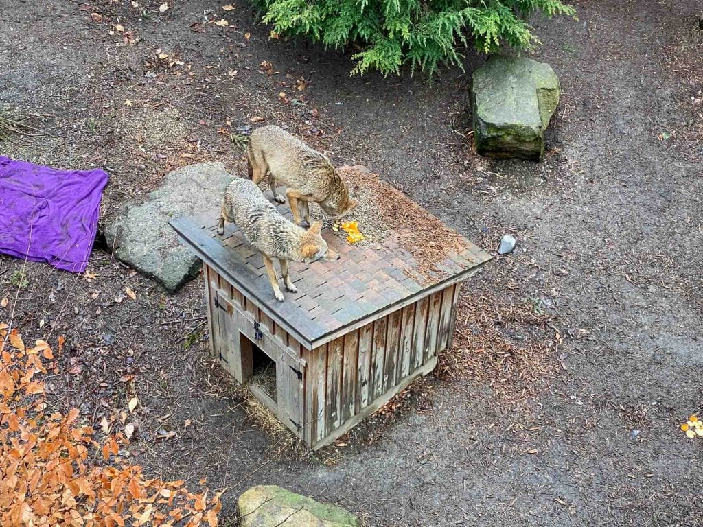 Coyotes en CMNH