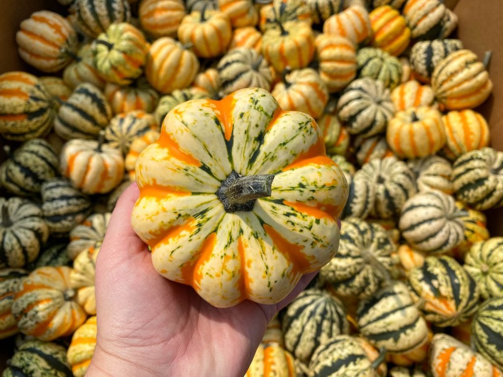 Mini calabazas de otoño