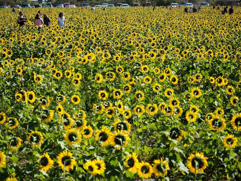 Maria's Field of Hope Avon