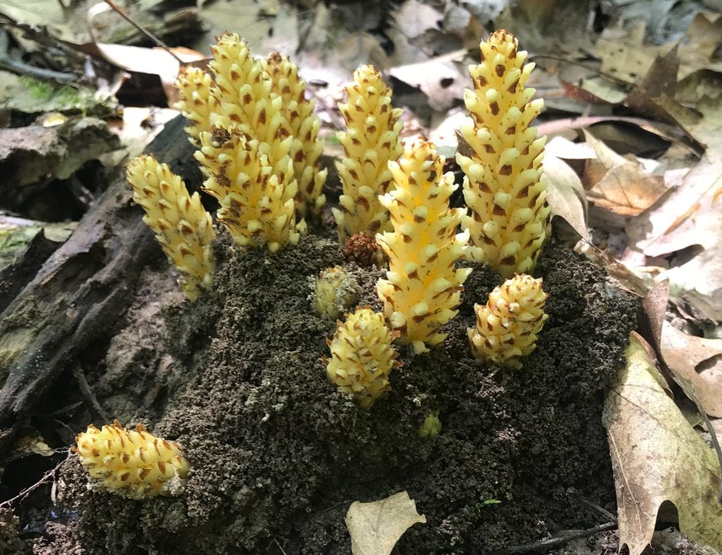 Hongo de árbol encontrado en Buckeye Trail